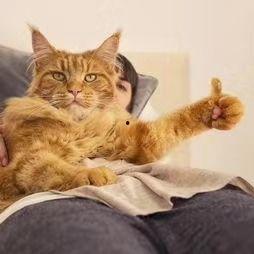 娱乐吃瓜酱猫糊糊,揭秘“酱猫糊糊”背后的故事